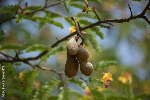  brown tamarine fruit on tree with small flower