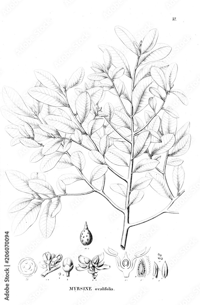 Fototapeta premium Illustration of plant
