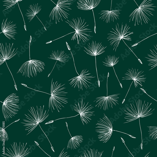 Pattern of the dandelions seeds