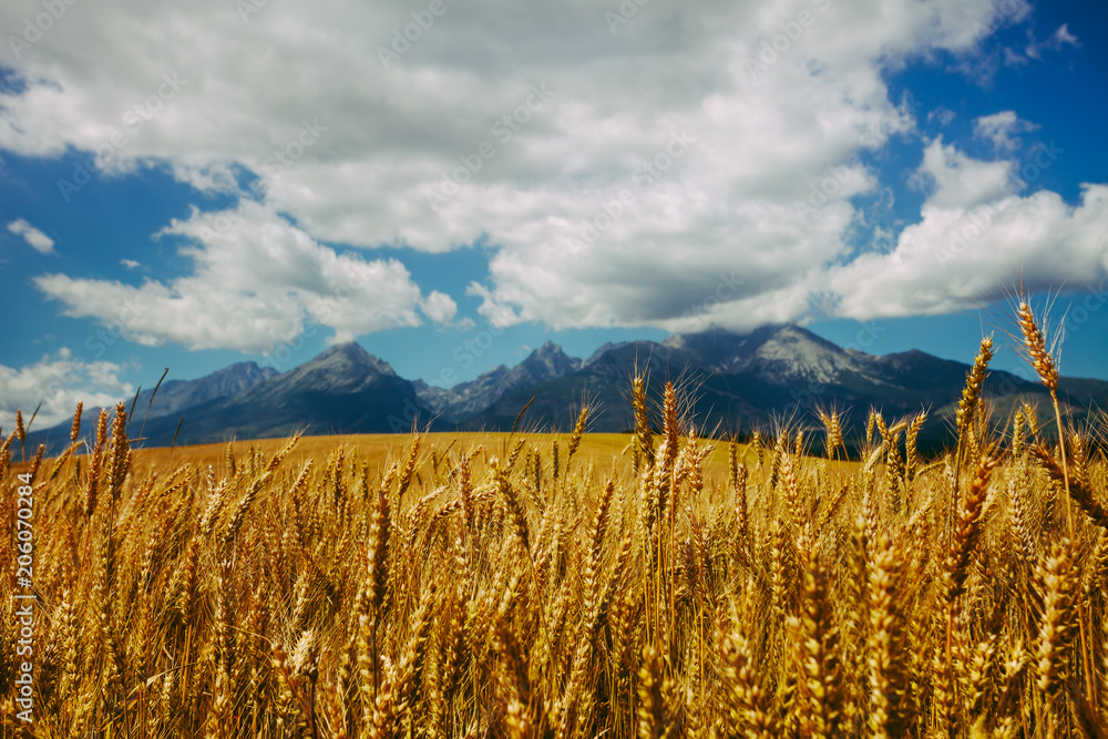 Φωτογραφία Golden field of ripe wheat on the background of infinite cloudy blue sky and the mighty Tatras Mountains in Slovakia