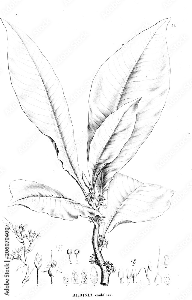 Obraz premium Illustration of plant