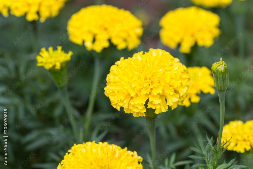 marigold flowers in the garden marigold flowers in the garden
