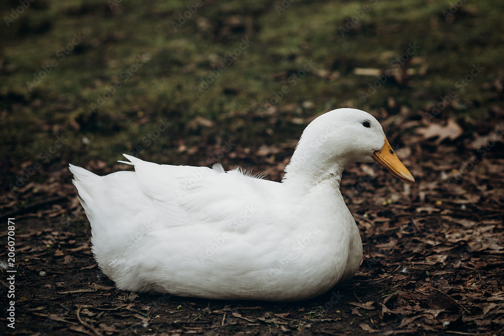 Close-up of cute white duck resting on the ground, farm animal - white duck sitting in the dirt in the countryside, ugly duckling concept Close-up of cute white duck resting on the ground, farm animal - white duck sitting in the dirt in the countryside, ugly duckling concept