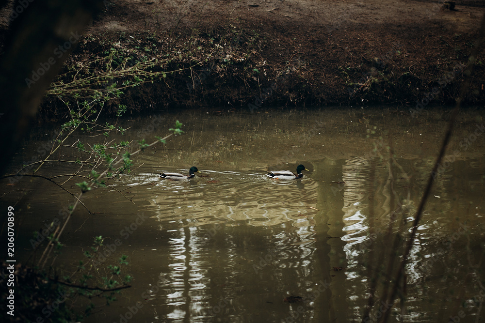 Obraz premium Cute mallards swimming in a lake in the forest, wild birds - ducks in a pond at british countryside - wildlife scene, nature concept