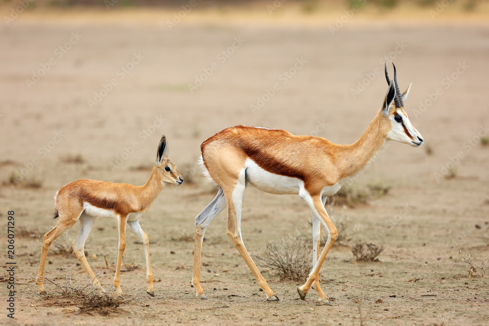 Obraz premium The springbok (Antidorcas marsupialis) female and young in the desert. The young follows the mother while walking on the salt pan.