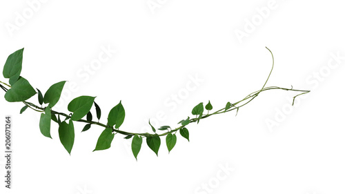 Heart shaped dark green leaf twisted jungle vines liana climbing plant isolated on white background  clipping path included.