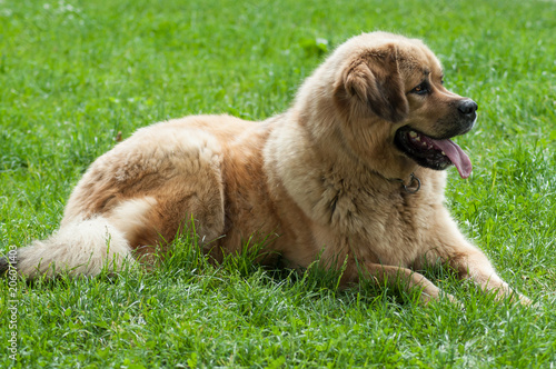 portrait of tibetan dog in park sitting in the grass