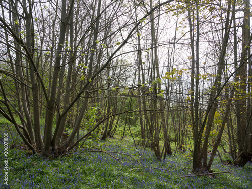 inside forest woodland spring with blue bells flowers across floor