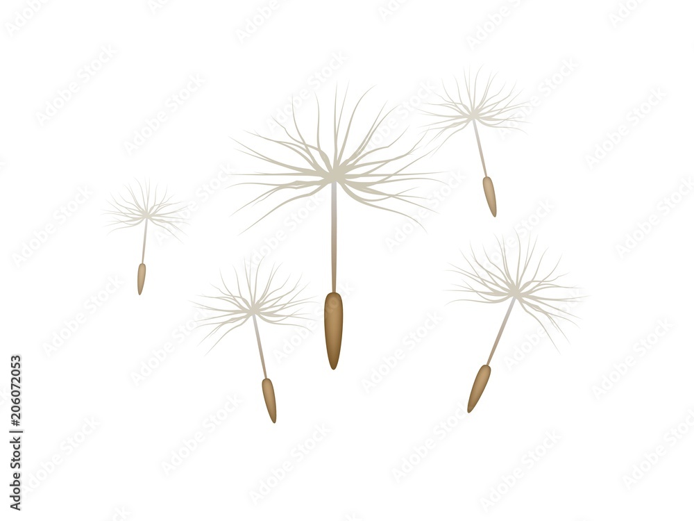 Floating dandelion seed, realistic, isolated. Flying parachutes of different sizes. Vector illustration