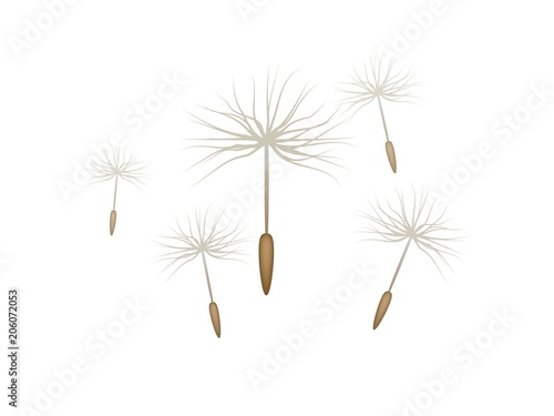 Floating dandelion seed  realistic  isolated. Flying parachutes of different sizes. Vector illustration