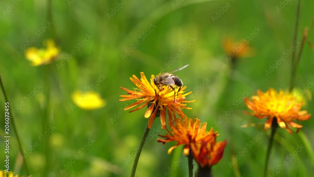 Alpine meadow. Wasp collects nectar from flower crepis alpina.
