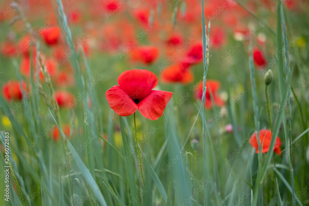 Obraz premium COQUELICOT