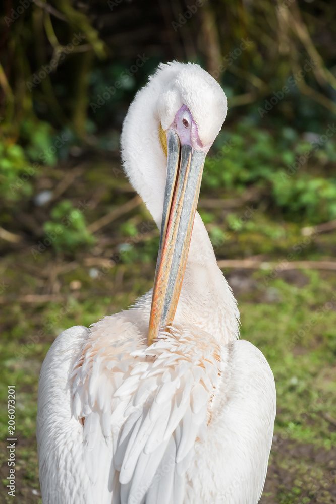 Obraz premium young pelican preening feathers