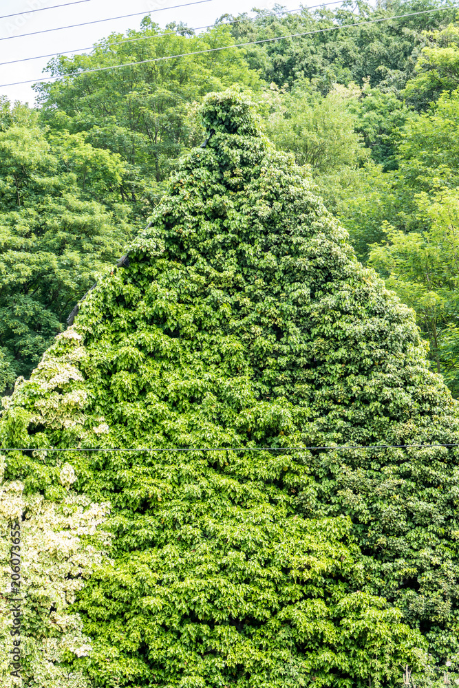 Zugewachsenes Haus Zugewachsenes Haus