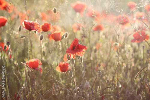 Wallpaper Mural poppies. red poppies. wildflowers. Torontodigital.ca