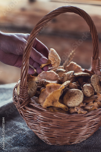 Different mushrooms in the ...