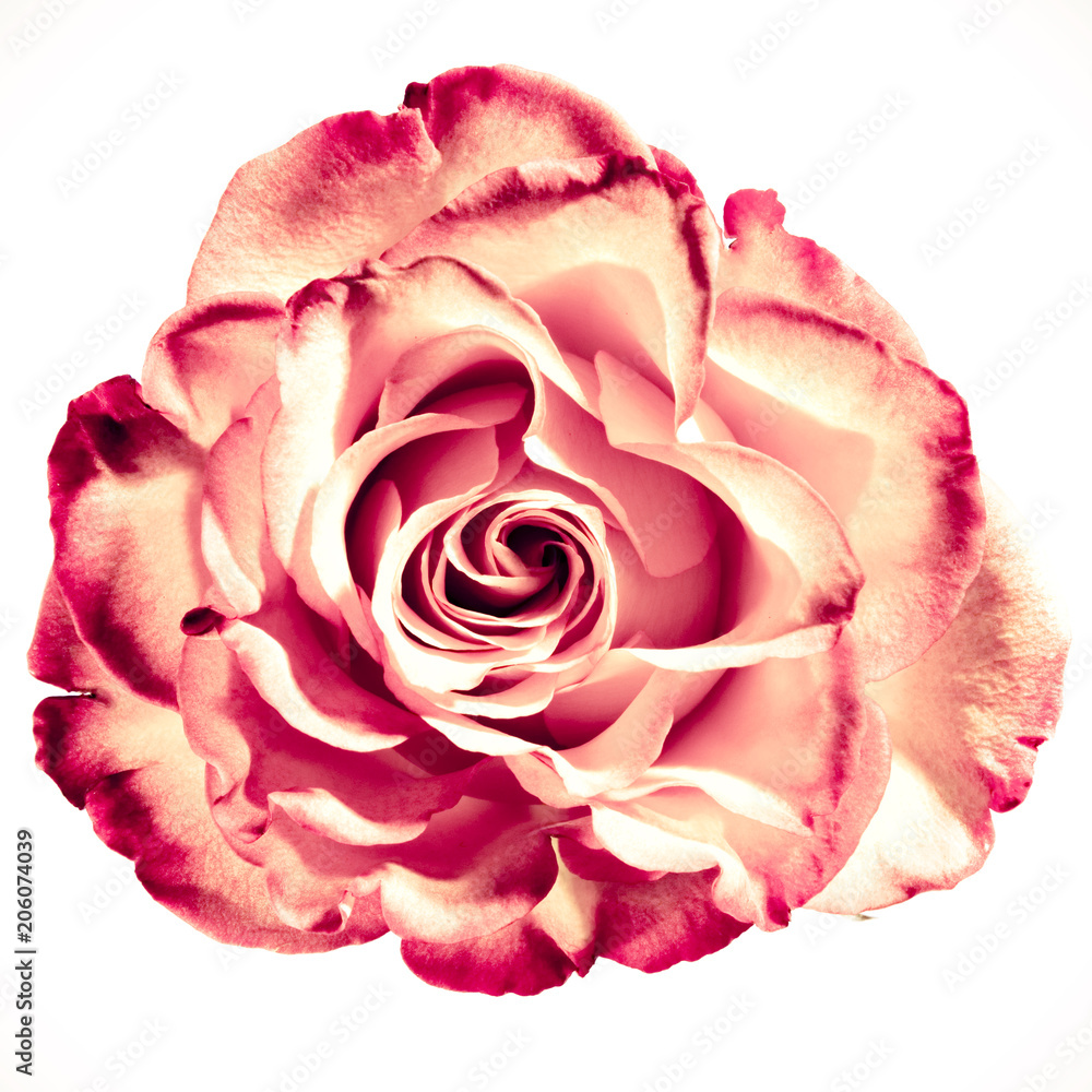 Rose Blume Königin der Blumen rot liebe Valentins Tag Rosen Schale Stock  Photo | Adobe Stock