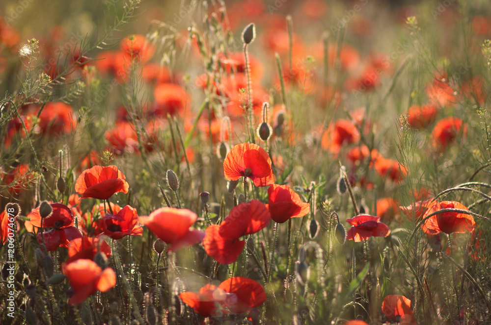 Obraz premium maki. czerwone maki. polne kwiaty.