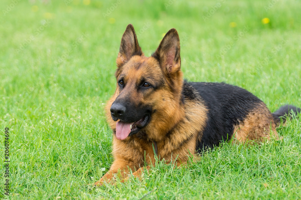 dog on the grass