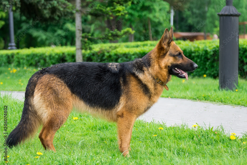 dog on the grass