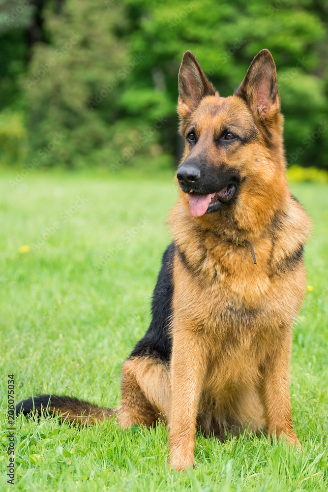 dog on the grass dog on the grass
