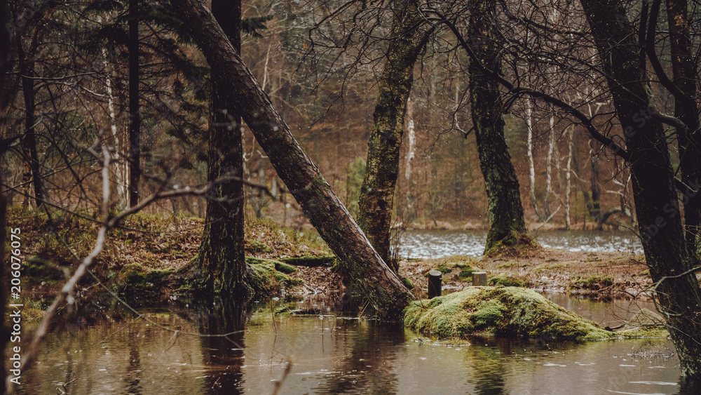 Trees in forest Trees in forest