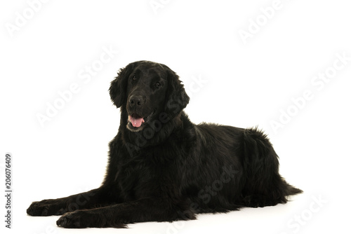 Fototapeta Naklejka Na Ścianę i Meble -  Black flatcoated retriever dog studio shot full body