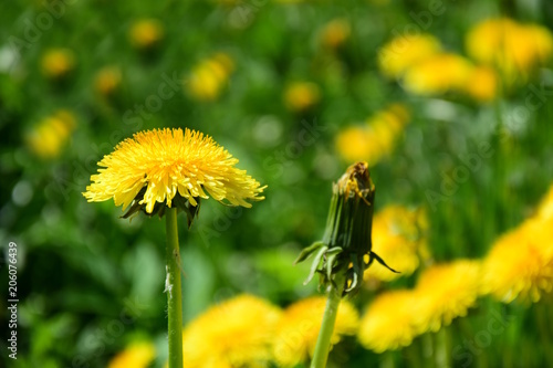 Fototapeta Naklejka Na Ścianę i Meble -  Löwenzahnblüten, Löwenzahn, Pusteblume