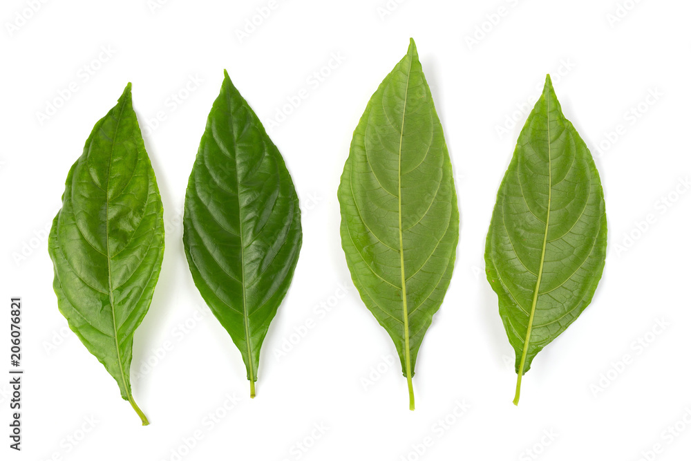 Phlogacanthus pulcherrimus T.Anderson. Traditionally used in herbal medicine as diuretics Phlogacanthus pulcherrimus T.Anderson. Traditionally used in herbal medicine as diuretics