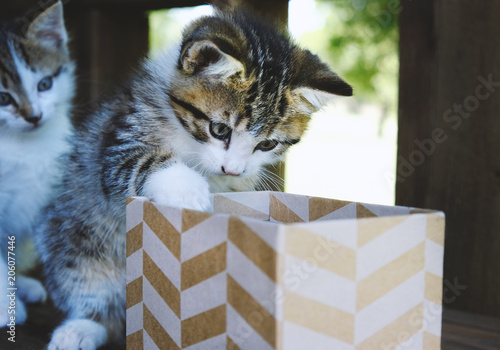 Cute kitten playing with decorative box, curious tabby cat.