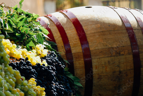 Wood barrell with bunches of wine grapes. Festa dell'Uva, Impruneta. Tuscany Chianti wine festival, Italy