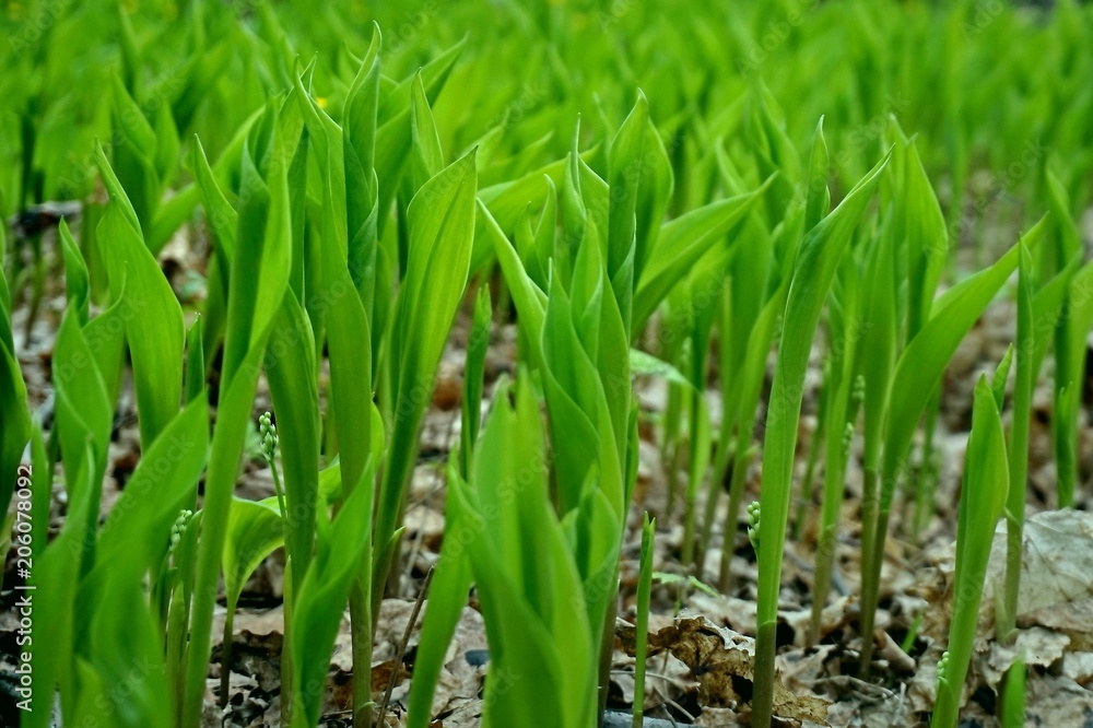 Texture, background. Green leaves. Texture, background. Green leaves.