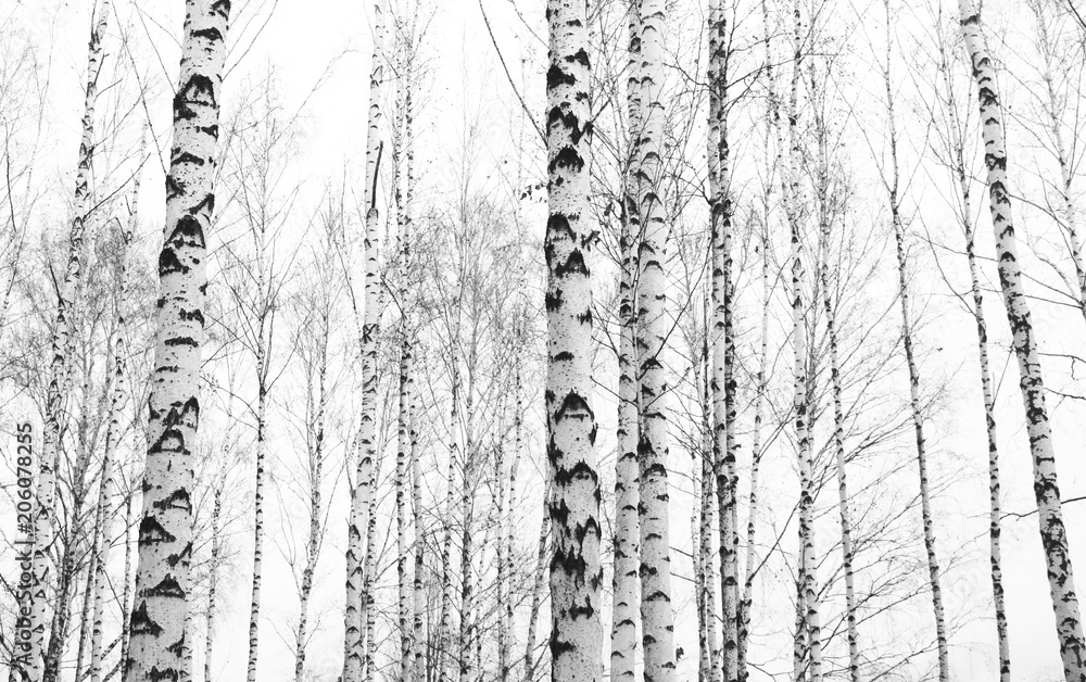 Obraz premium czarno-białe zdjęcie z białymi brzozami z korą brzozy w brzozowym gaju