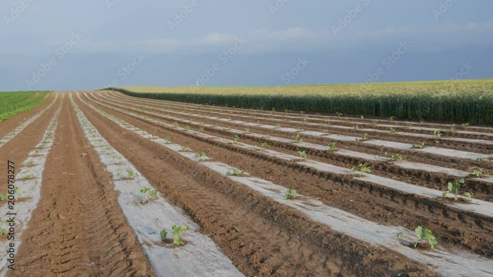 Field of watermelon or melon plants under protective plastic stripes Field of watermelon or melon plants under protective plastic stripes