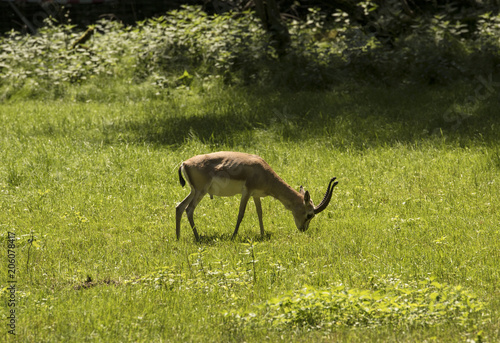 Persian gazelle (Gazella subgutturosa) browsing in a meadow © karlo54