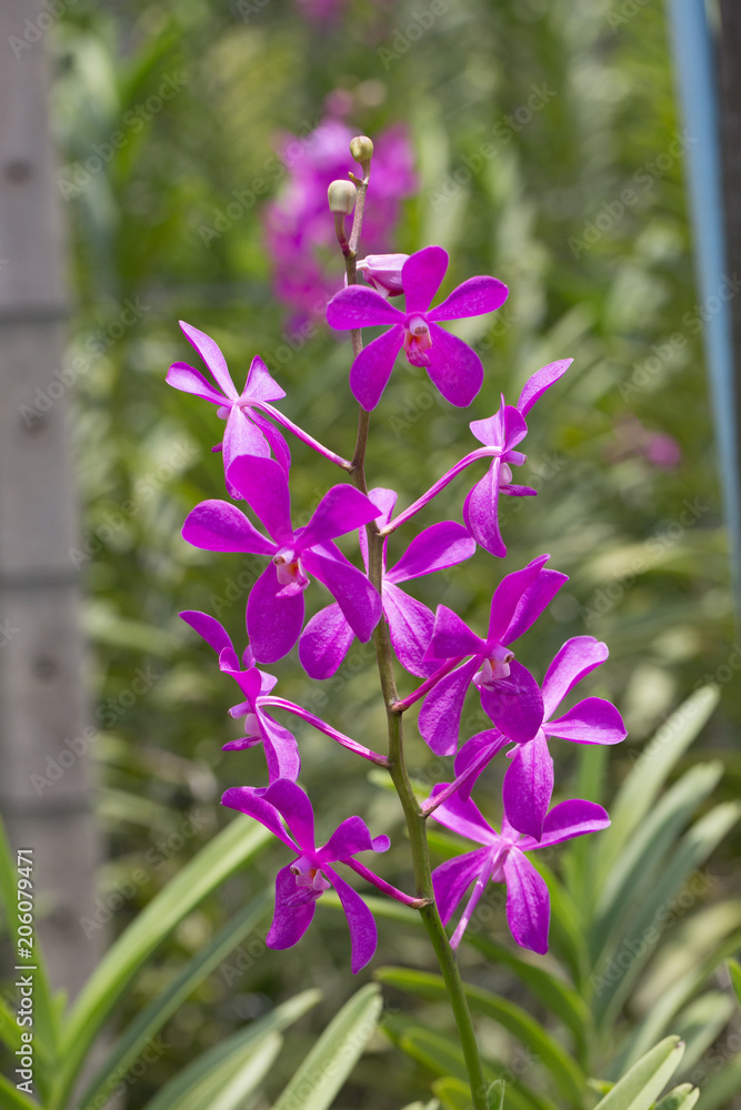 Beautiful purple mokara orchid blooming in the garden Beautiful purple mokara orchid blooming in the garden