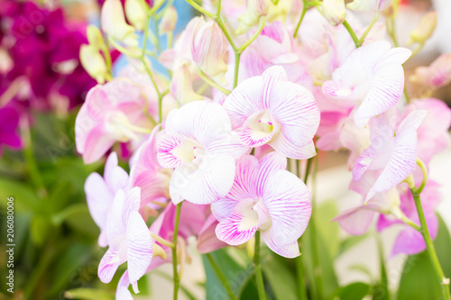Dendrobium orchids in the garden © Praiwun Thungsarn