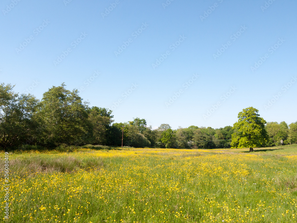 open spring field day lush sky blue green grass background yellow flowers