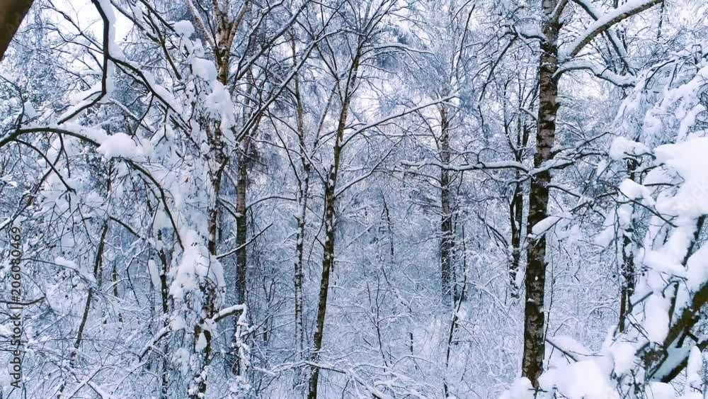 Snowy branches in forest. Winter fairy background Snowy branches in forest. Winter fairy background