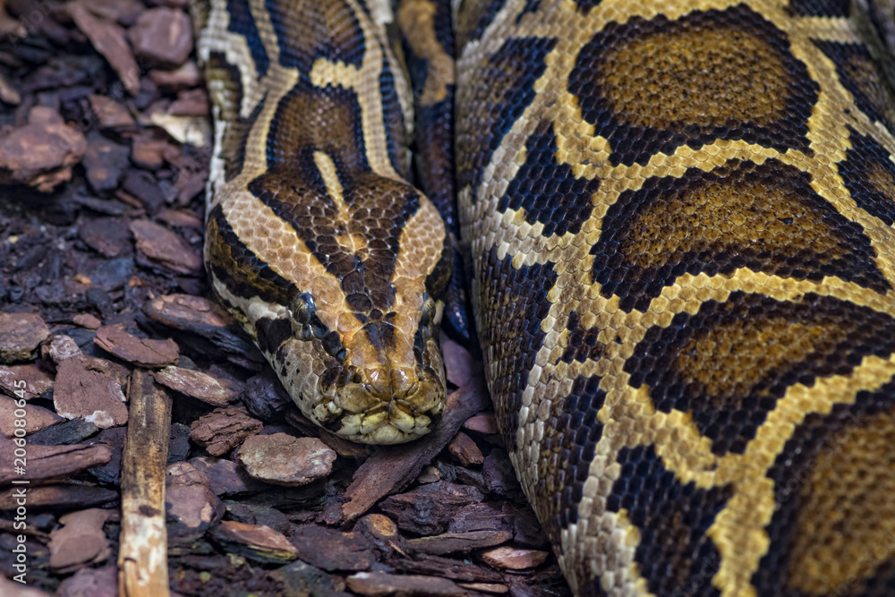 Black-tailed or tiger python close-up Black-tailed or tiger python close-up
