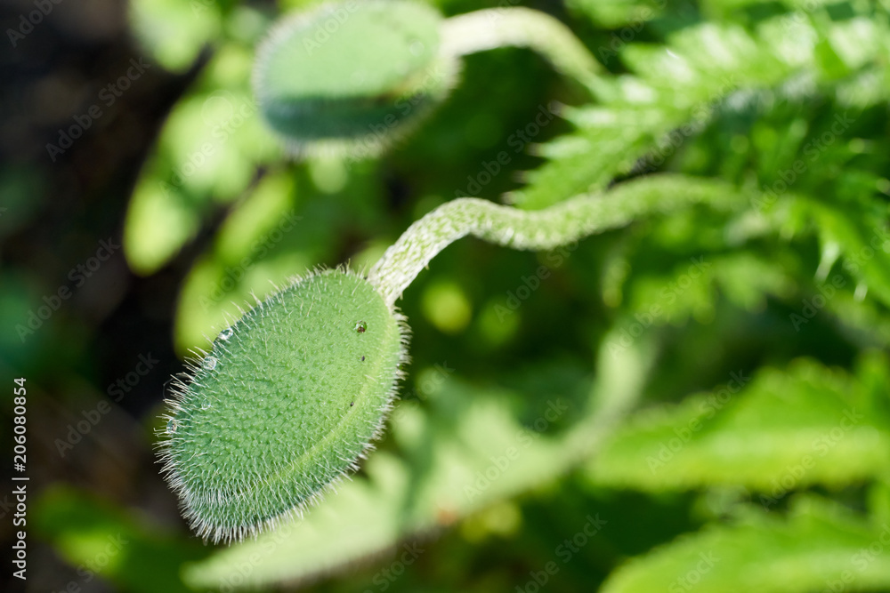 Knospe der Mohnblume mit Wassertropfen Knospe der Mohnblume mit Wassertropfen