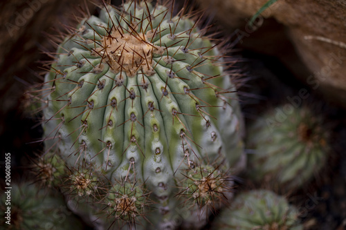 Cactus Copiapoa cinerea