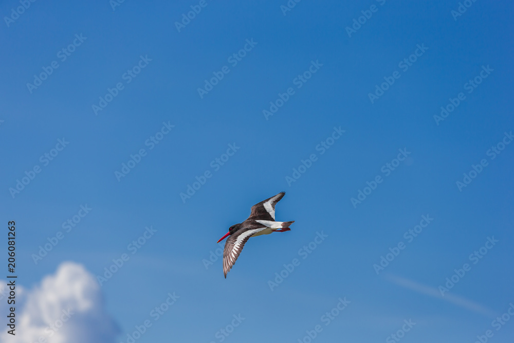 Im Anflug Im Anflug