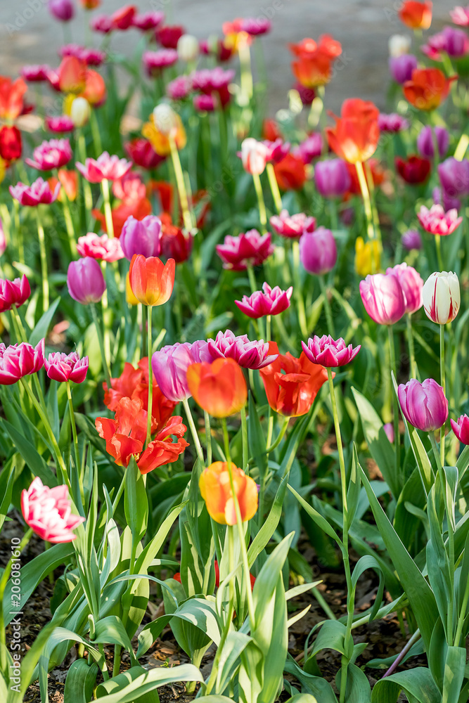 Tulips in the Central Park of culture and recreation in St. Petersburg.