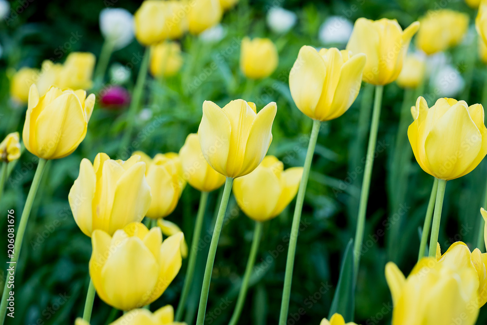 Tulips in the Central Park of culture and recreation in St. Petersburg. Tulips in the Central Park of culture and recreation in St. Petersburg.