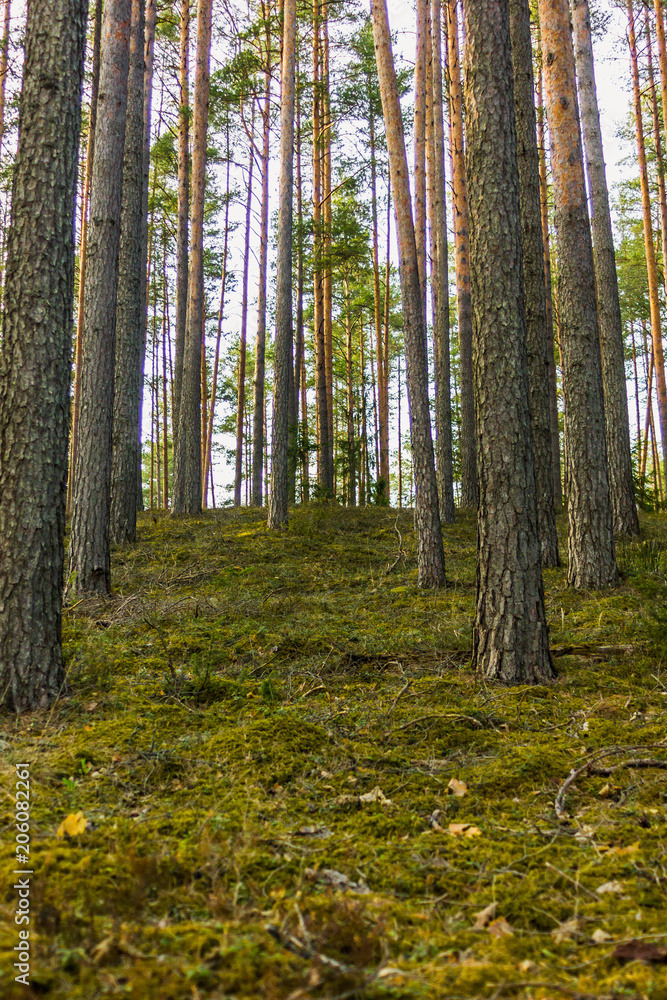 Sunny Spring Day in the Forest Sunny Spring Day in the Forest
