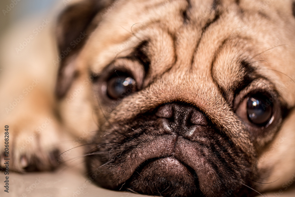 Obraz premium Cute pug dog lying and sleep on ground with funny face