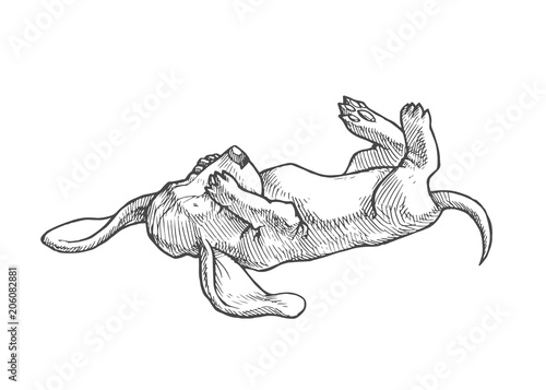 Vector hand drawn illustration with small puppy of basset hound isolated on white. Cute dog