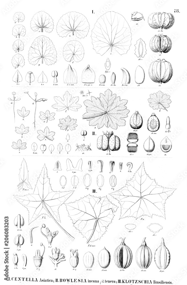 Illustration of plant Illustration of plant