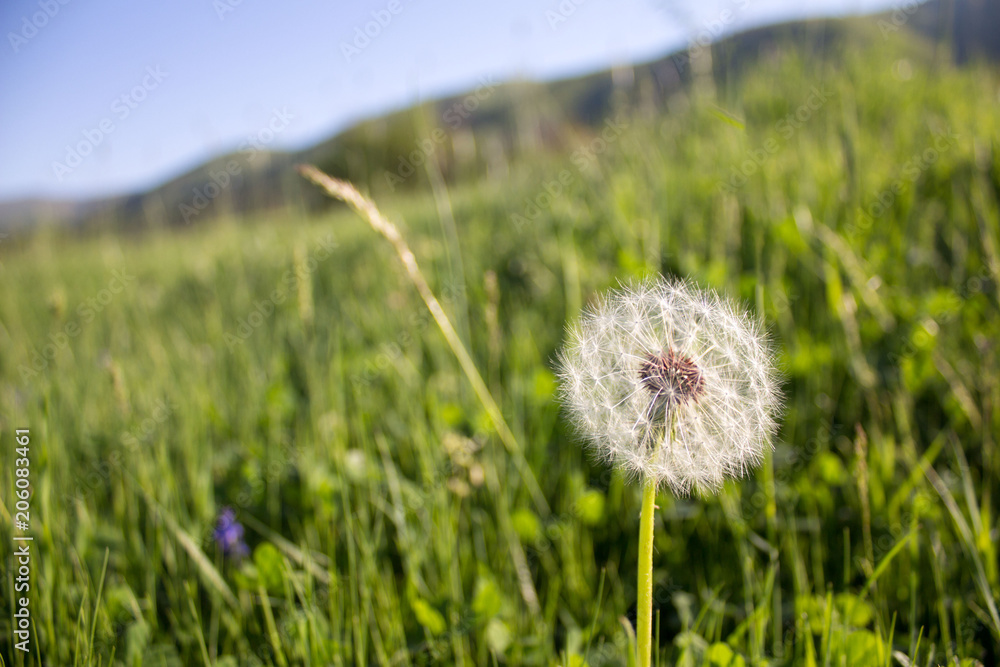 CLose-up of dandelion on green meadow background CLose-up of dandelion on green meadow background